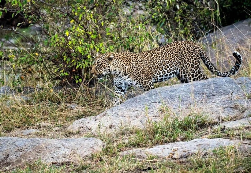 Jaipur: Jhalana Amagarh Leopard Reserve 4×4 Jeep Safari - What the optional Monkey Temple and elephant visit mean