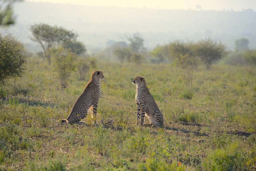 Jaipur: Jhalana Amagarh Leopard Reserve 4×4 Jeep Safari - Hotel pickup keeps the morning simple