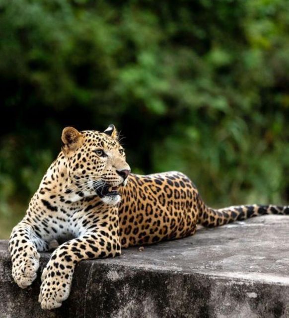 Jaipur: Jhalana/Amagarh leopard safari private tour - Why Jhalana is an appealing safari choice in Jaipur