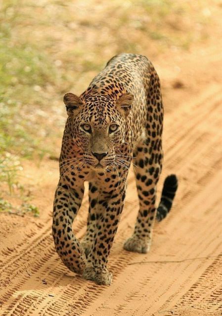 Jaipur: Jhalana/Amagarh leopard safari private tour - Private tour in name, shared vehicle in practice
