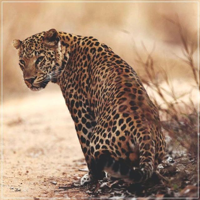 Jaipur: Jhalana/Amagarh leopard safari private tour - Guide quality, communication, and comfort