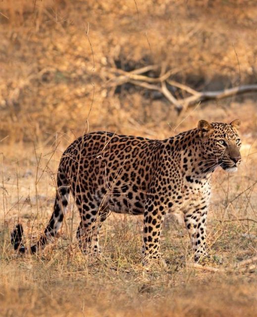 Jaipur: Jhalana/Amagarh leopard safari private tour - What the five-hour schedule really means