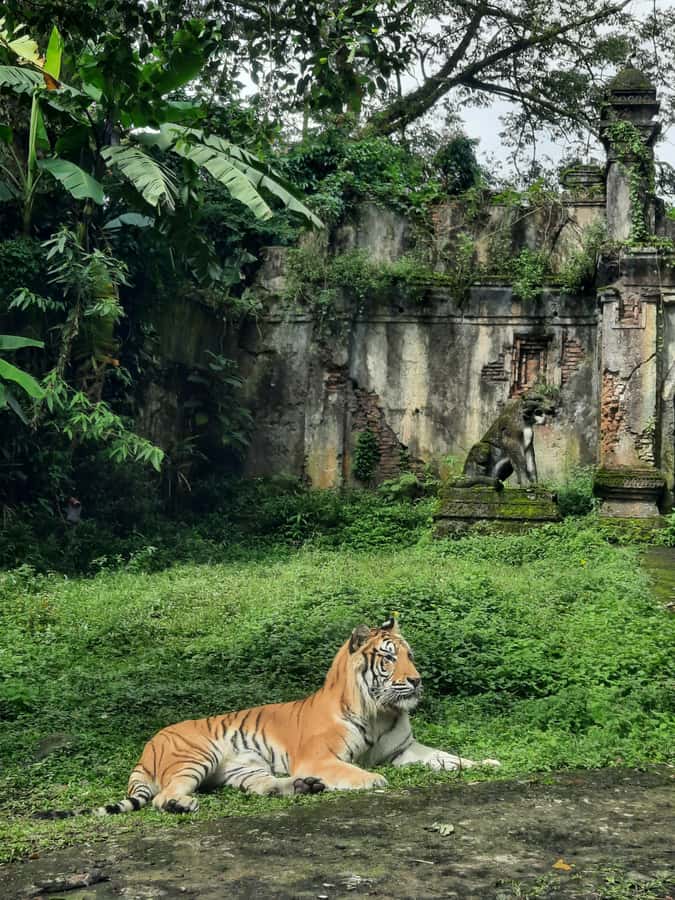 Jakarta : Taman Safari, Panda Palace, and Waterfall - Leaving Jakarta for Bogor’s mountain air