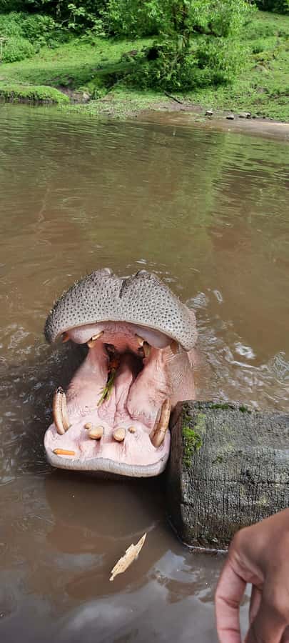 Jakarta : Taman Safari, Panda Palace, and Waterfall - Baby Zoo, reptiles, Komodo dragons, and penguins