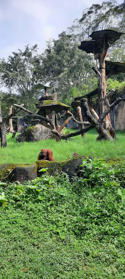 Jakarta : Taman Safari, Panda Palace, and Waterfall - Panda Palace and the limits of the headline attraction