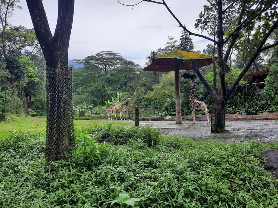 Jakarta : Taman Safari, Panda Palace, and Waterfall - A 500-meter walk to Jaksa Waterfall
