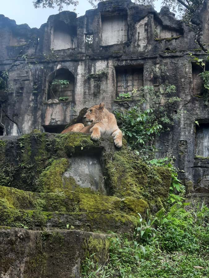 Jakarta : Taman Safari, Panda Palace, and Waterfall - One hour inside Taman Safari by car