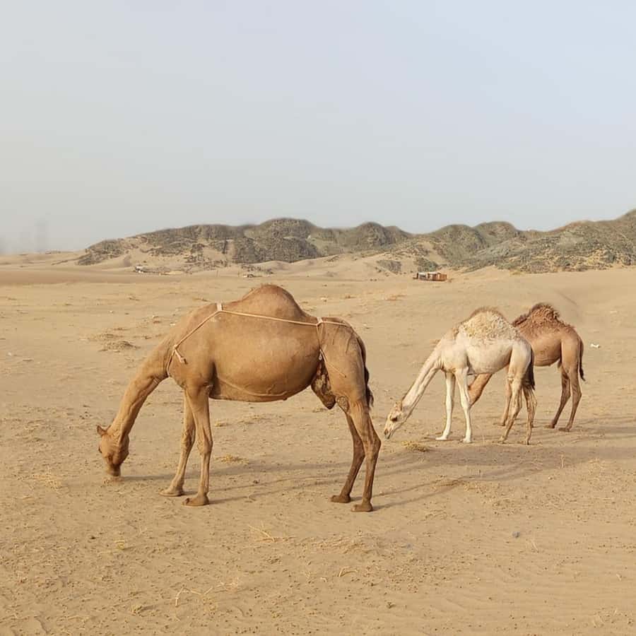 Jeddah Desert Safari: Quad Biking, Camel Farm & Sunset Views - Is $221 a fair price for three hours?