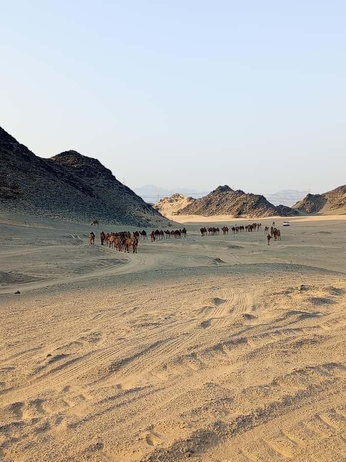 Jeddah Desert Safari: Quad Biking, Camel Farm & Sunset Views - Who will enjoy this Jeddah safari most?