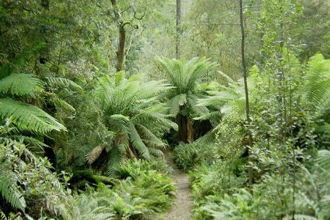 JEEP JUNGLE SAFARI Around Koh Samui(Eco Friendly)including Lunch - Na Muang Waterfall: The Coolest Walk of the Day