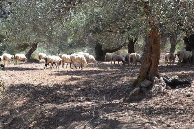 Jeep Safari 4x4 Crete real off road mountain tracks with Lunch from Hersonissos - Off-road through the gorge and olive country