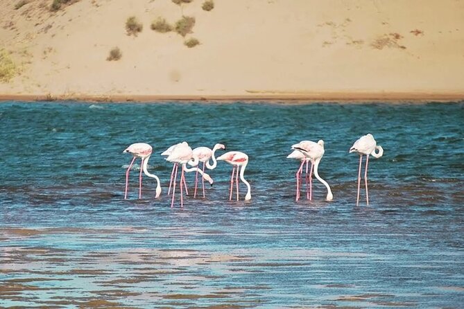 Jeep safari 4x4 mini sahara desert with Berber Lunch - Why this Agadir day trip covers so much ground