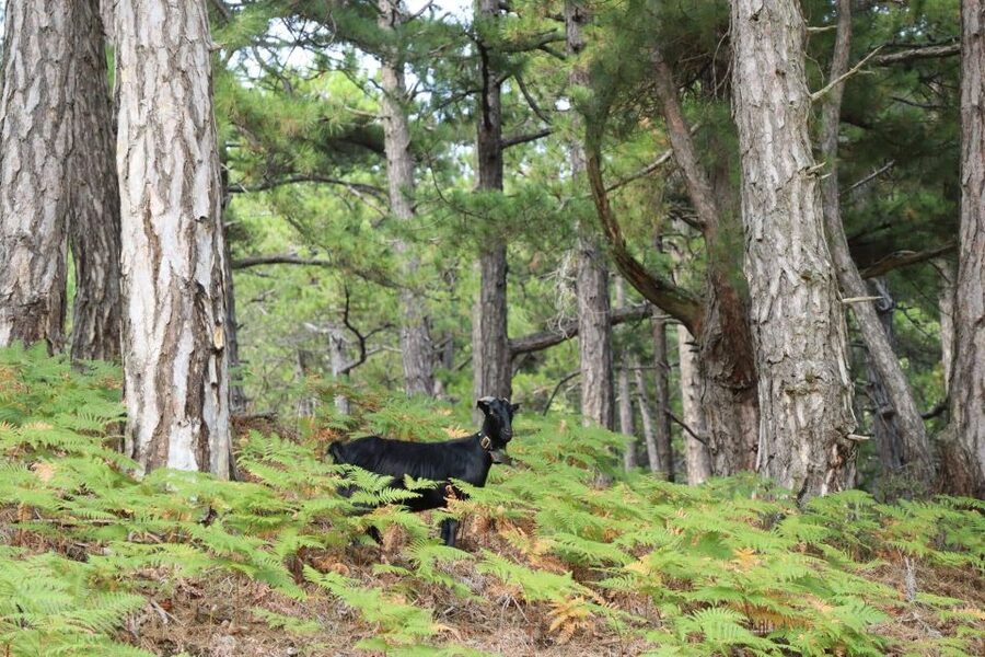 Jeep Safari in Thassos Mountain with picnic fruits & wine - Pickup and the ride into the mountains