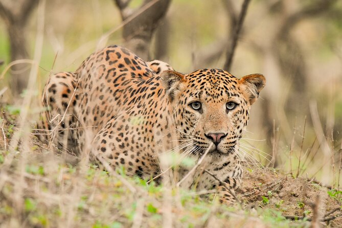 Jhalana Panther Safari Park Tour in Jaipur - The key points before you book