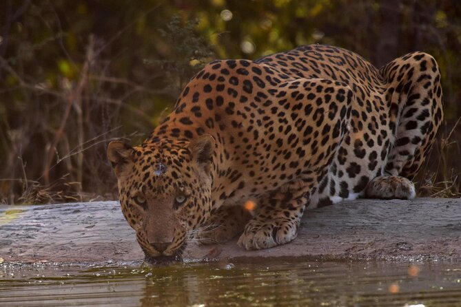 Jhalana Panther Safari Park Tour in Jaipur - What the Jhalana safari is really like
