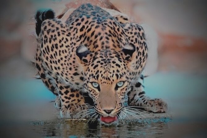 Jhalana Panther Safari Park Tour in Jaipur - Inside the 4x4: roads, waterholes, and waiting