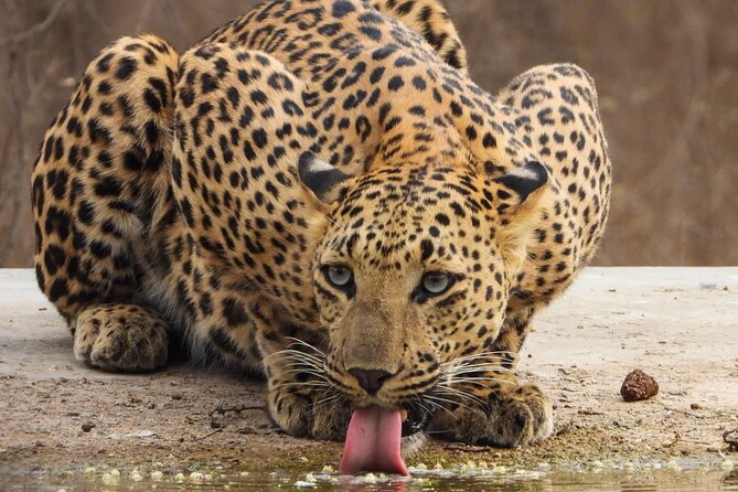 Jhalana Panther Safari Park Tour in Jaipur - Is $45 good value?
