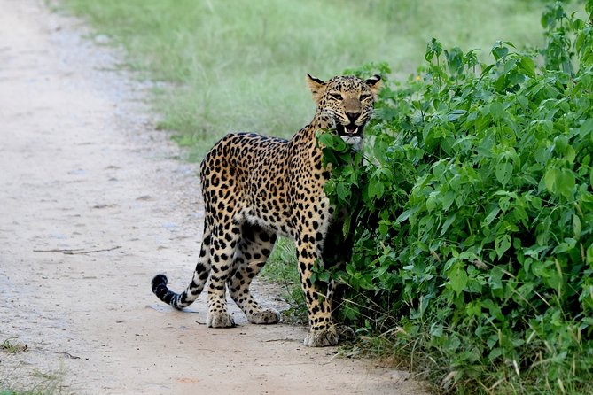 Jhalana Panther Safari Park Tour in Jaipur - Starting at the Malviya Nagar meeting point