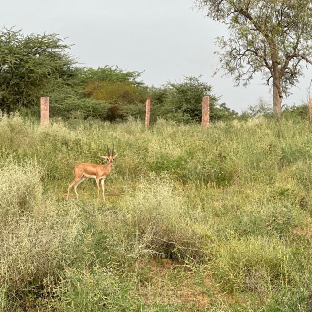 Jodhpur: Desert Camel and Jeep Safari with Traditional Food - Key points at a glance