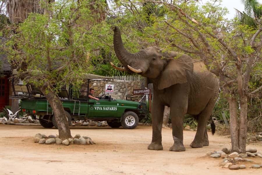 Johannesburg: 3-Day Classic Kruger National Park Safari Tour - Day one: from Johannesburg to Tremisana Lodge