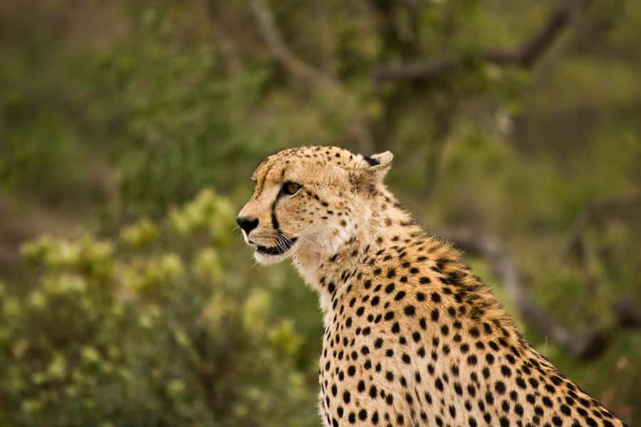 Johannesburg: Affordable 3 Day Kruger Park Safari - Key things to know before booking