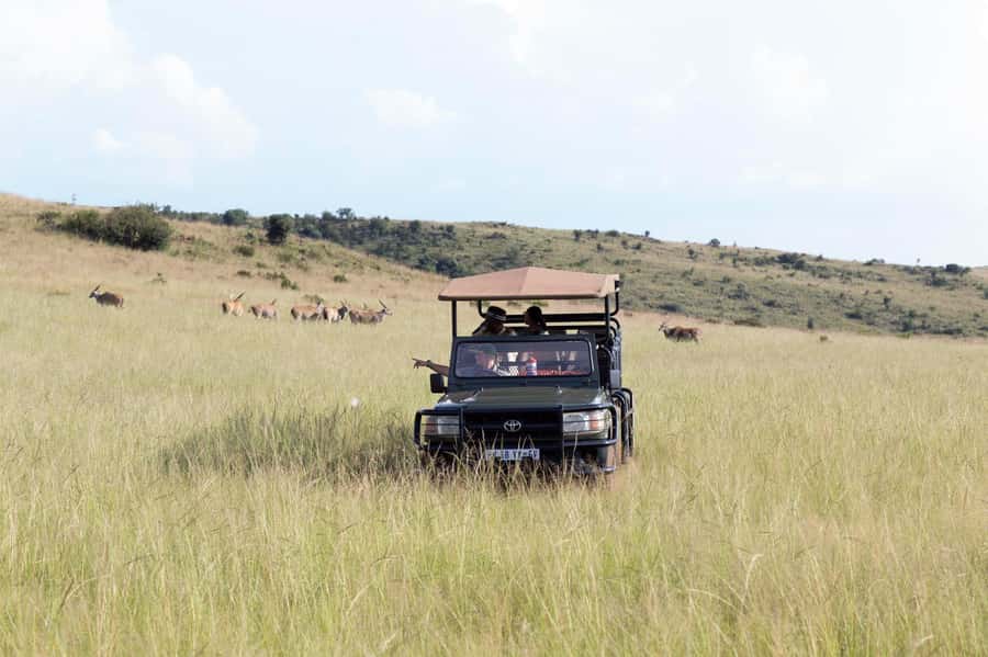 Johannesburg: Rhino and Lion Nature Reserve Safari - Key points to know before you book