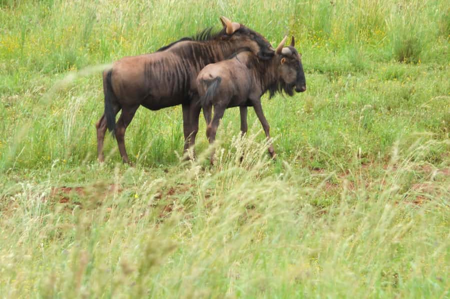 Johannesburg: Rhino and Lion Nature Reserve Safari - What you may see inside the reserve