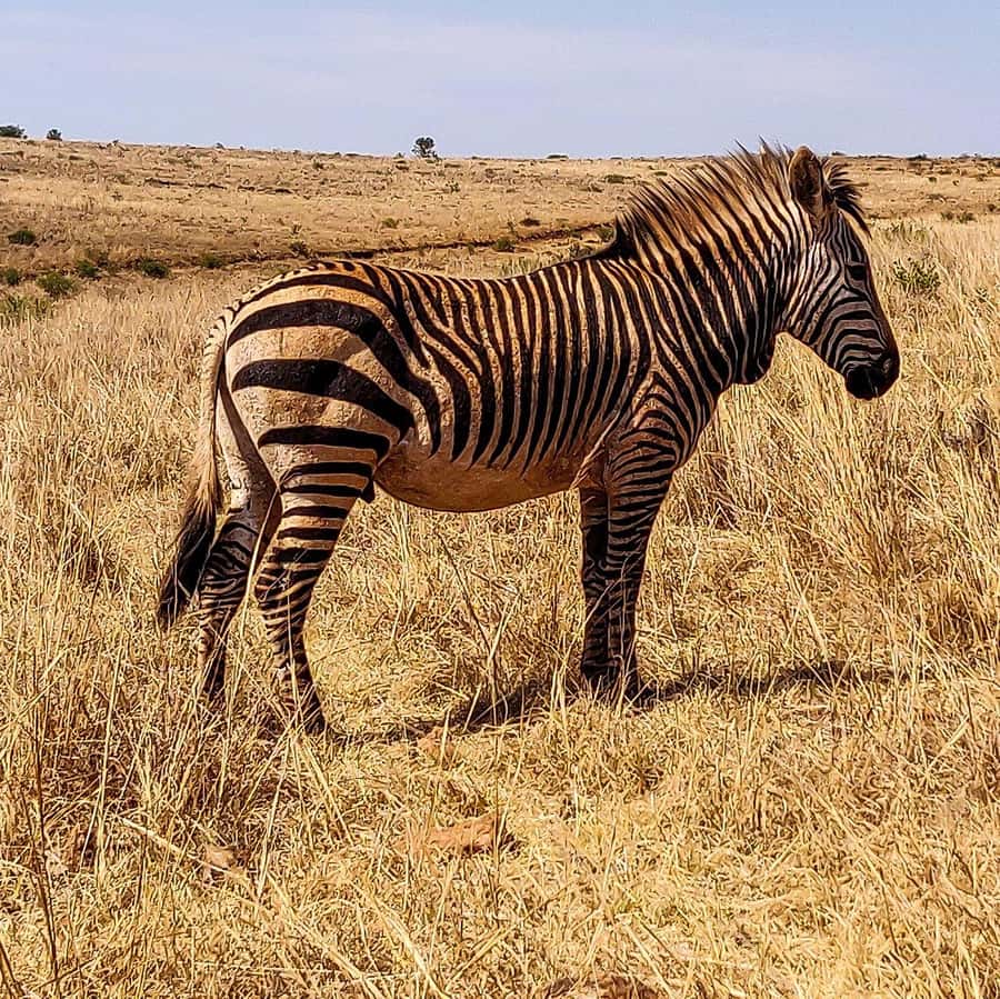 Johannesburg: Rhino and Lion Nature Reserve Safari - Is $121 a fair price?