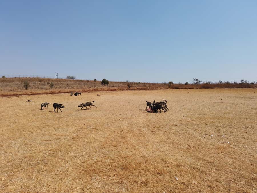 Johannesburg: Rhino and Lion Nature Reserve Safari - The communication issue you should take seriously