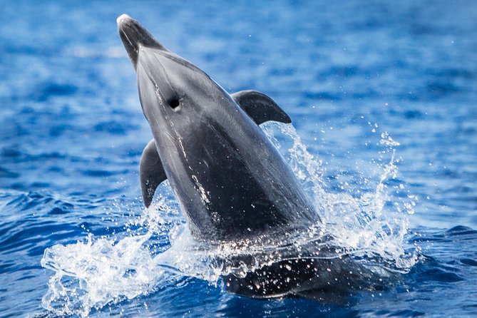 Kaimana Ocean Safari - Key points to know before booking