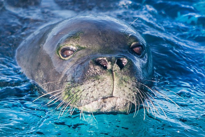 Kaimana Ocean Safari - Water stops, reef snorkeling, and the limits of the plan