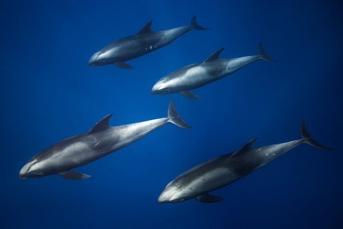Kaimana Ocean Safari - What the wildlife encounters can feel like