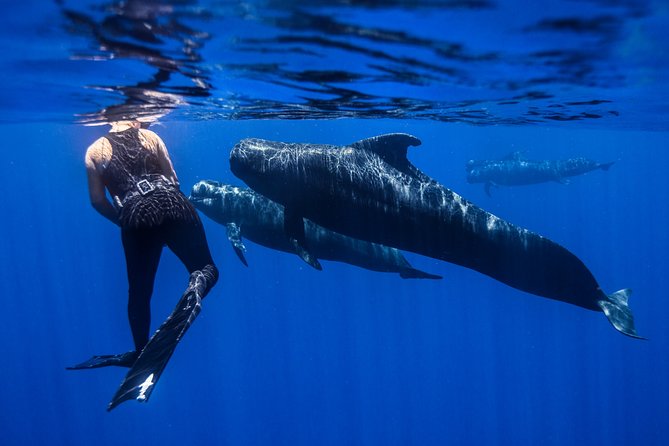 Kaimana Ocean Safari - Is $200 a fair price?