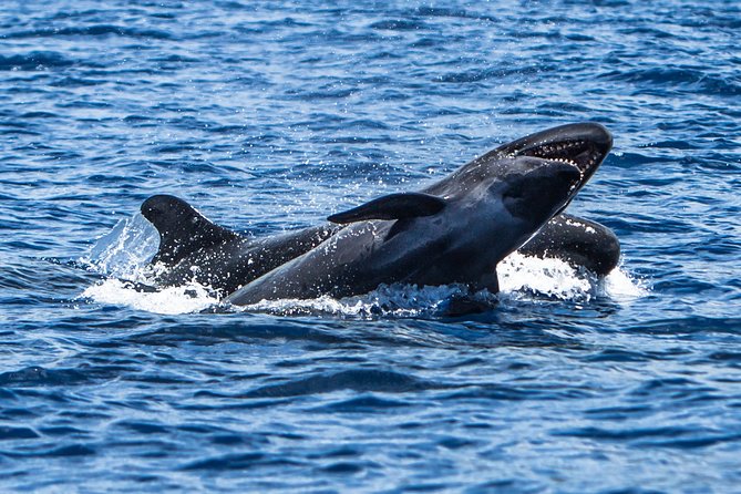 Kaimana Ocean Safari - Who should book this Kona boat trip?