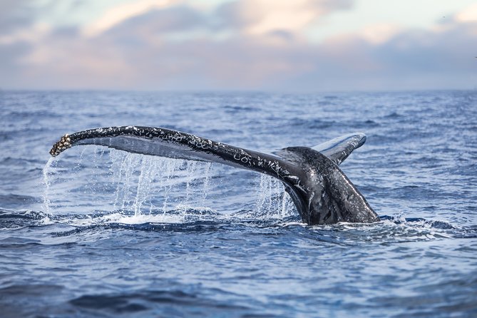 Kaimana Ocean Safari - Searching the Kona coast for turtles, dolphins, and whales