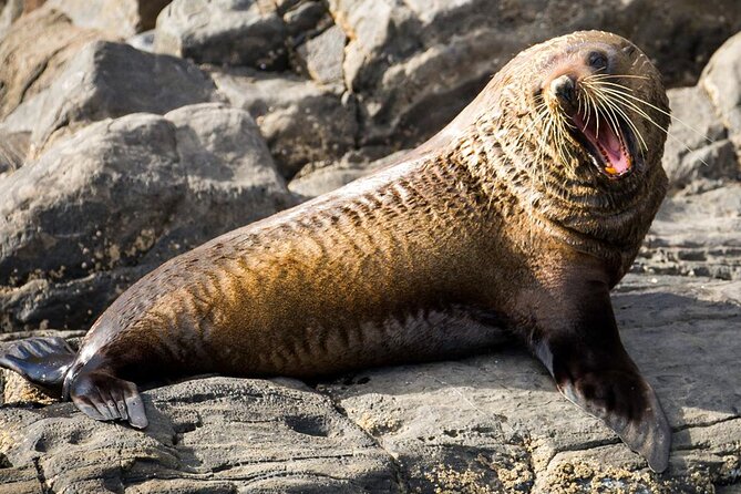 Kangaroo Island 75-Minute Coastal Safari - Seals, sea lions, and the rocky shore