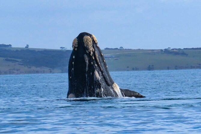 Kangaroo Island 75-Minute Coastal Safari - Eagles, seabirds, and winter whale possibilities