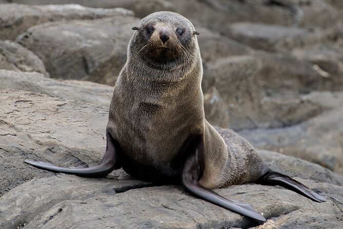Kangaroo Island 75-Minute Coastal Safari - Why the guides matter
