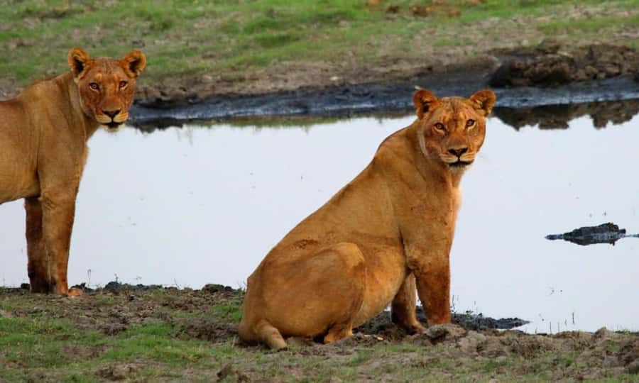 Kasane: Chobe National Park Full-Day Game Drive Safari - Key points to know before you book