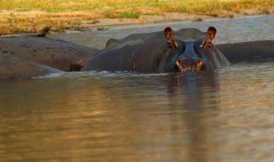 Kasane: Chobe National Park Full-Day Game Drive Safari - Starting from Kasane and reaching Chobe