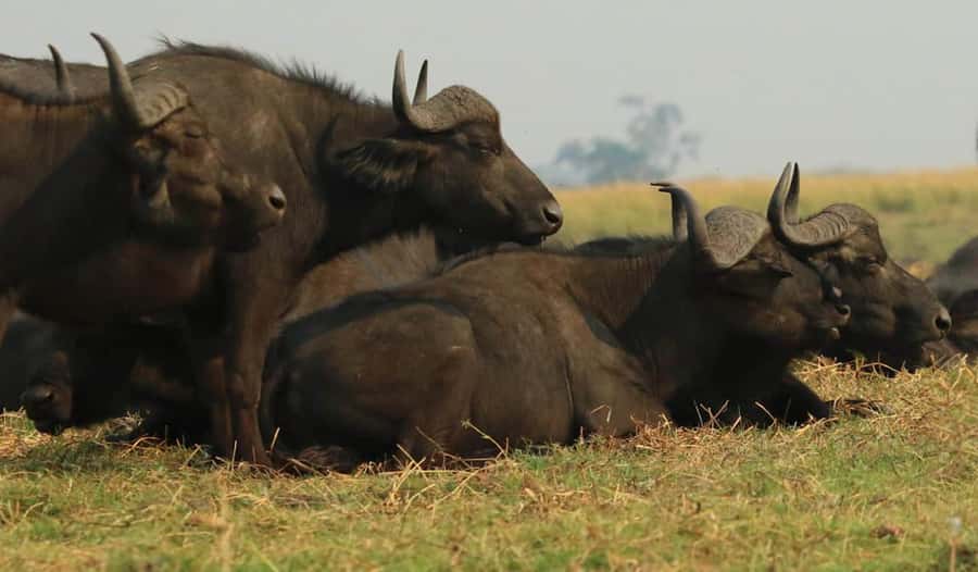 Kasane: Chobe National Park Full-Day Game Drive Safari - What the viewing boat can offer