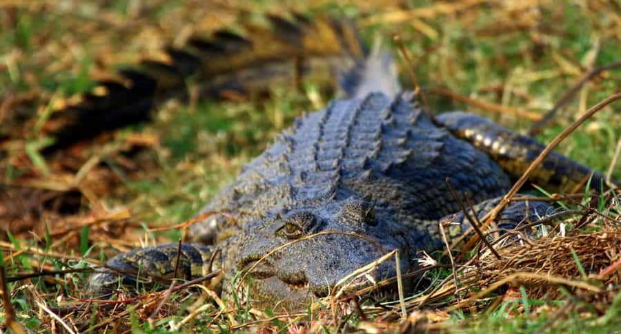 Kasane: Chobe National Park Full-Day Game Drive Safari - What a Jeep safari can add