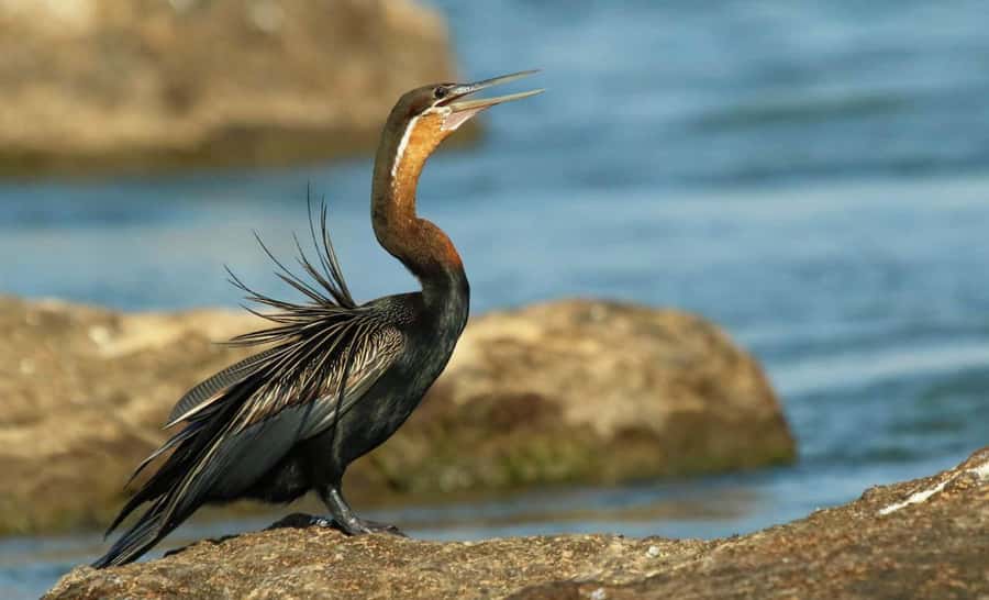 Kasane: Chobe National Park Full-Day Game Drive Safari - Food, breaks, and the long middle of the day