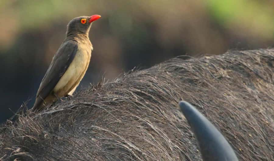 Kasane: Chobe National Park Full-Day Game Drive Safari - The guide can make or break the day