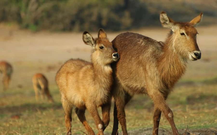 Kasane: Chobe National Park Full-Day Game Drive Safari - Price, park fees, and overall value