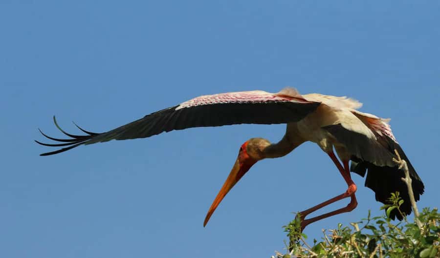 Kasane: Chobe National Park Full-Day Game Drive Safari - Weather, cancellations, and what to pack