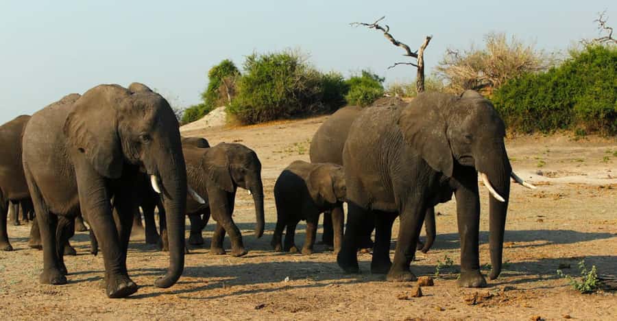 Kasane: Chobe National Park Full-Day Game Drive Safari - Boat or Jeep: settle this before departure