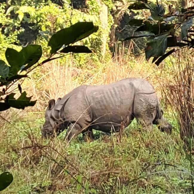 Kathmandu: 3-Day Chitwan Safari Tour with Hotel Transfers - Key points to know before booking