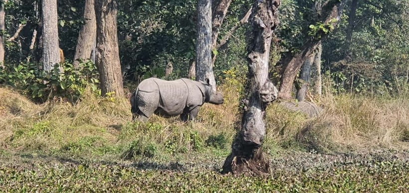 Kathmandu: 3-Day Chitwan Safari Tour with Hotel Transfers - Why this Chitwan trip works well from Kathmandu