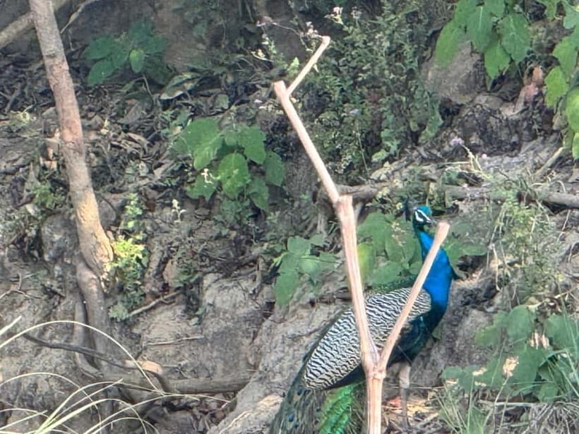 Kathmandu: 3-Day Chitwan Safari Tour with Hotel Transfers - Day 3: An early finish and the road back